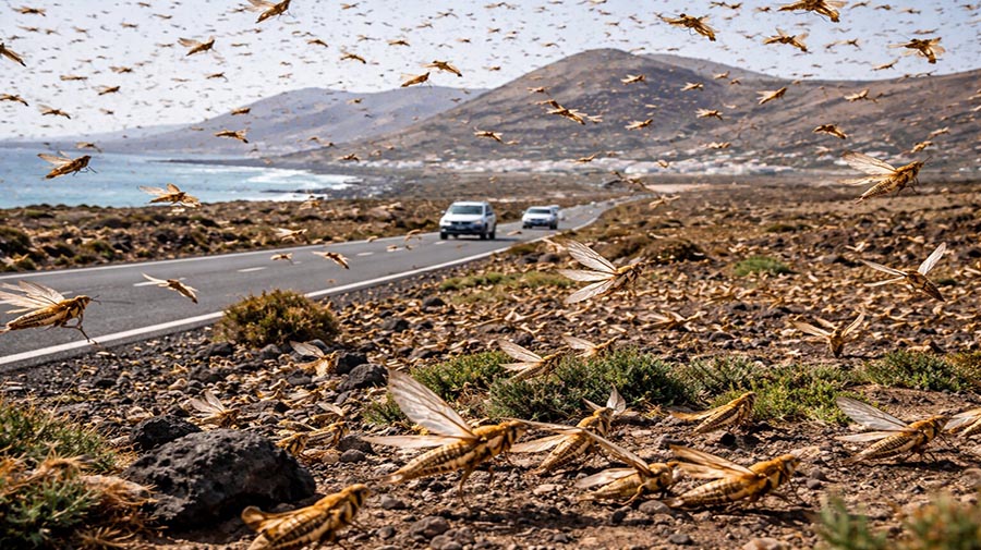 VIDEO: Zwermen Afrikaanse sprinkhanen zorgen voor alarm in Lanzarote